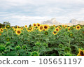 Sunflower on field with sunshine. 105651197