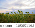 Sunflower on field. 105651198