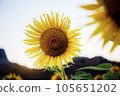 Sunflower with the sunset. 105651202