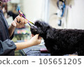 Woman are cutting hair dog. 105651205