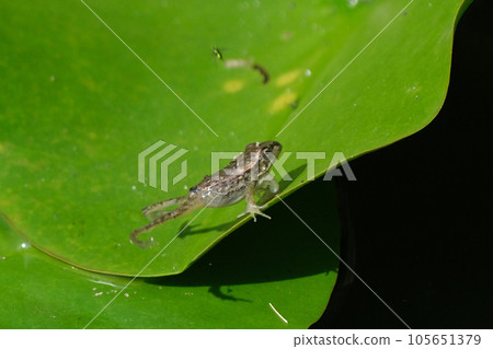 狩獵青蛙失敗 105651379