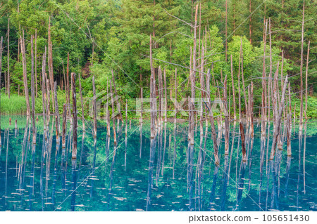 (Hokkaido) Summer Blue Pond (Hokkaido) Summer Blue Pond 105651430