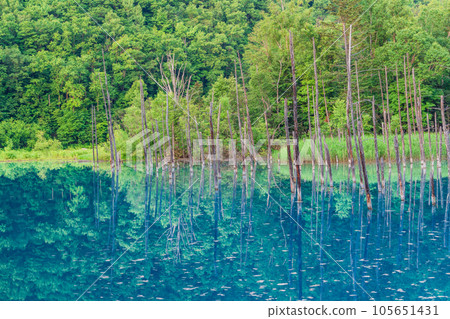 （北海道）夏天的青池 105651431