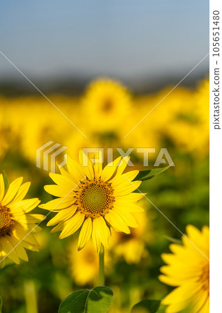 Sunflowers in full bloom Sunflower field in Yamamoto-cho, Miyagi in the early morning (2023 Yamamoto Sunflower Festival) Yamamoto-cho, Miyagi Sunflowers in full bloom Sunflower field in Yamamoto-cho, Miyagi in the early morning (2023 Yamamoto Sunflower Festival) Yamamoto-cho, Miyagi 105651480