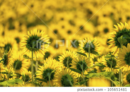 Sunflowers in full bloom Sunflower field in Yamamoto-cho, Miyagi in the early morning (2023 Yamamoto Sunflower Festival) Yamamoto-cho, Miyagi Sunflowers in full bloom Sunflower field in Yamamoto-cho, Miyagi in the early morning (2023 Yamamoto Sunflower Festival) Yamamoto-cho, Miyagi 105651481