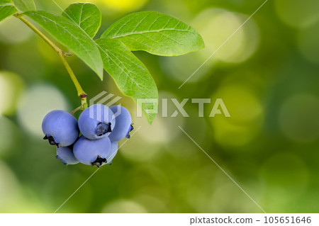 blueberries growing on the bush with green blurred garden as background 105651646