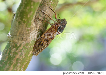 Abra Zemi捕捉樹木 105652079