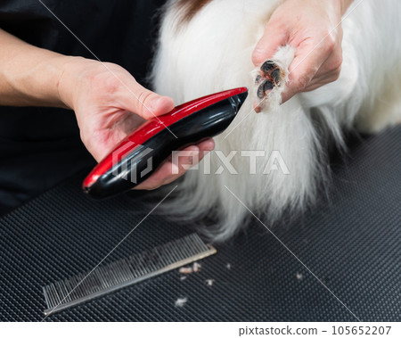 A female groomer cuts the hair between the toes of a Papillon dog. A female groomer cuts the hair between the toes of a Papillon dog. 105652207
