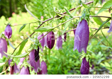 Yama Hotarubukuro flowers 105652299