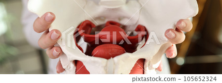Close-up of model of female pelvis with muscles in hands of gynecologist. 105652324