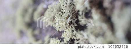 Colony of green lichen growing on old wooden surface. Colony of green lichen growing on old wooden surface. 105652326