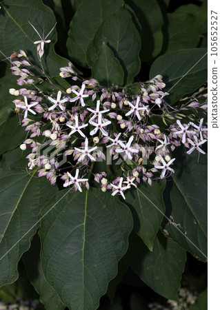 一隻兔子 105652527