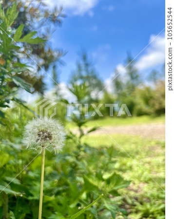 Dandelion's fluff in the blue sky Dandelion's fluff in the blue sky 105652544