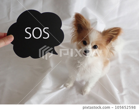 Small dog with SOS speech bubble, white background Small dog with SOS speech bubble, white background 105652598