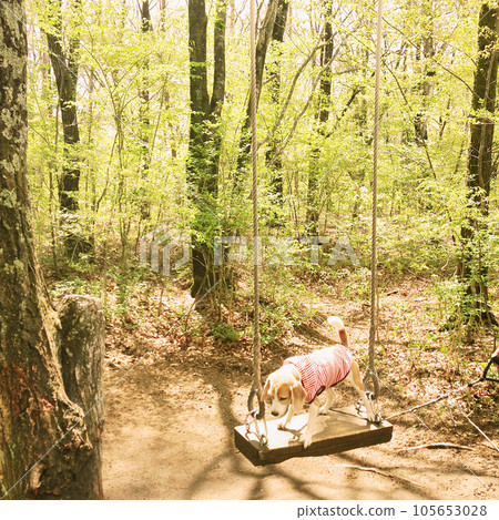Beagle dog playing on a swing in the forest Beagle dog playing on a swing in the forest 105653028