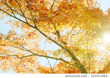 A yellow maple A yellow maple 105653068