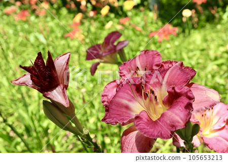 Hemelocalis花 Hemelocalis花 105653213