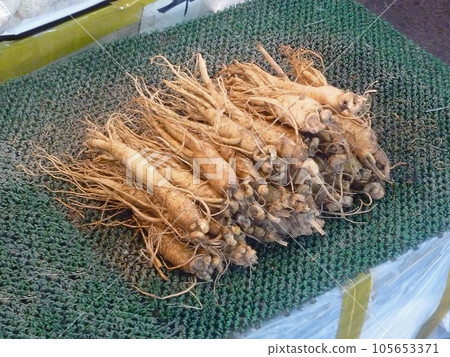 Korean ginseng 105653371