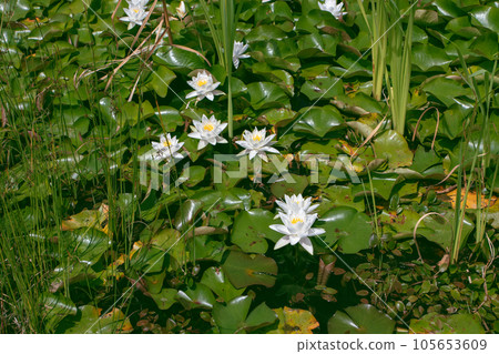 Decorative pond with nymphaea odorata or fragrant white water lily aquatic plants Decorative pond with nymphaea odorata or fragrant white water lily aquatic plants 105653609