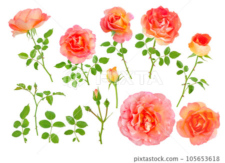 Salmon pink rose flowers, buds, leaves and branches set 105653618