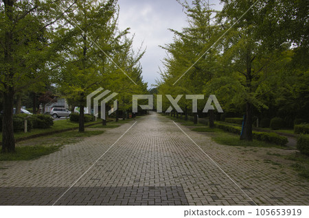 Chichibu Muse Park Gingko Namiki Ogano Town, Chichibu City, Saitama Prefecture 105653919