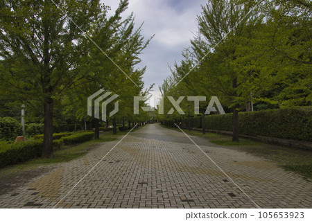 埼玉縣秩父市小鹿野町 秩父繆斯公園 銀杏並木 埼玉縣秩父市小鹿野町 秩父繆斯公園 銀杏並木 105653923