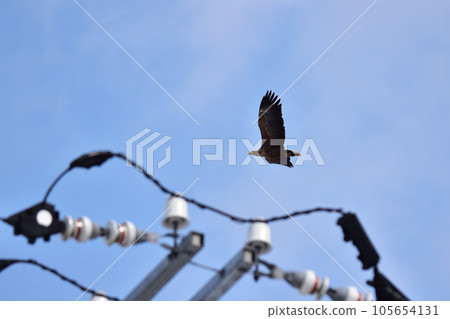 White-tailed eagle flying over electric wires 105654131