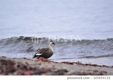 Spot-billed duck standing on the beach in winter Spot-billed duck standing on the beach in winter 105654132