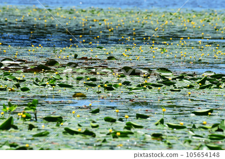 Kouhone in the swamp in full bloom Kouhone in the swamp in full bloom 105654148