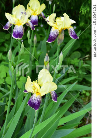 German iris in early summer garden 105654151