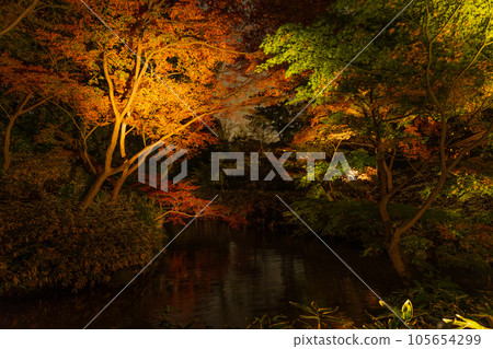 Autumn in Tokyo Komagome Rikugien Gardens Illuminated Autumn Leaves Autumn in Tokyo Komagome Rikugien Gardens Illuminated Autumn Leaves 105654299