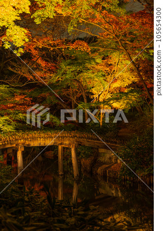 Autumn in Tokyo Komagome Rikugien Gardens Illuminated Autumn Leaves Autumn in Tokyo Komagome Rikugien Gardens Illuminated Autumn Leaves 105654300
