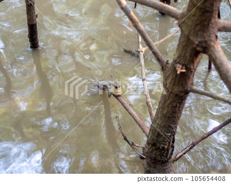 Natural mudskipper fish hiding on the mangrove forest in brackish water Natural mudskipper fish hiding on the mangrove forest in brackish water 105654408