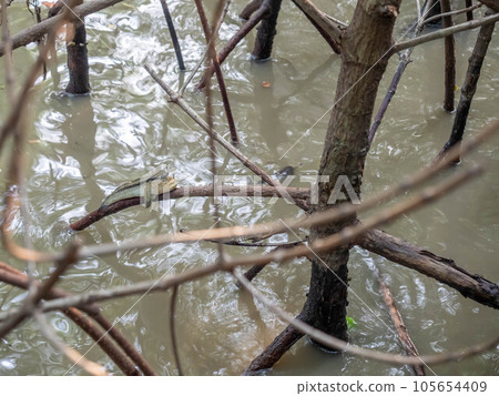 Natural mudskipper fish hiding on the mangrove forest in brackish water 105654409