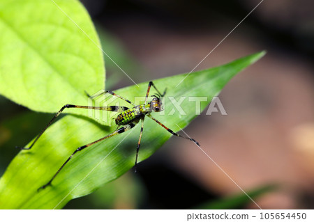 A larva of a stink bug in a grassland in summer (using a macro lens, strobe + natural light, close-up photograph) 105654450
