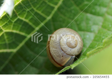 A small puffy snail on a leaf (using macro lens, strobe + natural light, close-up photo) 105654455