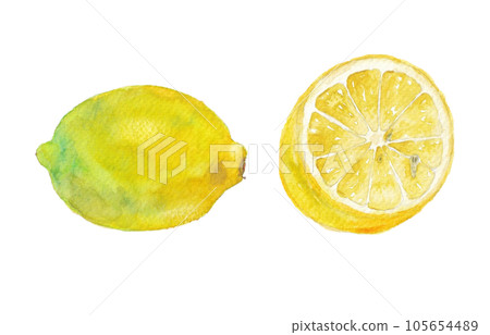水彩畫的切片檸檬插圖 105654489
