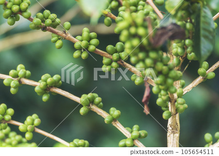 Close up Green seed berries harvest arabica coffee garden. Green coffee bean berry plant fresh raw seed coffee tree growth in eco organic farm. Fresh coffee bean green leaf bush ecology berry plant Close up Green seed berries harvest arabica coffee garden. Green coffee bean berry plant fresh raw seed coffee tree growth in eco organic farm. Fresh coffee bean green leaf bush ecology berry plant 105654511