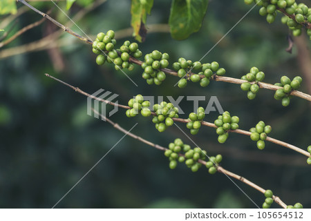 Close up Green seed berries harvest arabica coffee garden. Green coffee bean berry plant fresh raw seed coffee tree growth in eco organic farm. Fresh coffee bean green leaf bush ecology berry plant Close up Green seed berries harvest arabica coffee garden. Green coffee bean berry plant fresh raw seed coffee tree growth in eco organic farm. Fresh coffee bean green leaf bush ecology berry plant 105654512