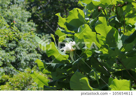 Landscape of a forest with large white flowers of Oba Oyamarenge (Natural light/close-up photography) 105654611