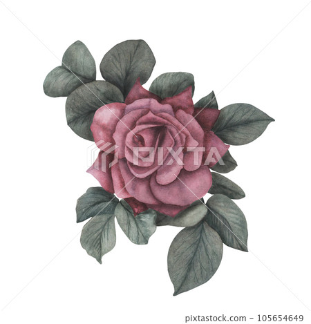 Dark gothic rose with leaves magical texture isolated on white background. Watercolor hand draw botanical sketch iIllustration. Art for design mystical halloween witch decoration, scary greeting card Dark gothic rose with leaves magical texture isolated on white background. Watercolor hand draw botanical sketch iIllustration. Art for design mystical halloween witch decoration, scary greeting card 105654649