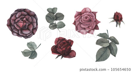 Set gothic rose with leaves magical texture isolated on white background. Watercolor hand drawn botanical sketch iIllustration. Art for design mystical halloween witch decoration, scary greeting card Set gothic rose with leaves magical texture isolated on white background. Watercolor hand drawn botanical sketch iIllustration. Art for design mystical halloween witch decoration, scary greeting card 105654650