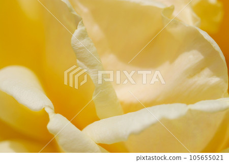 淺黃色玫瑰花瓣紋理與陽光（使用微距鏡頭，自然光，特寫照片） 105655021