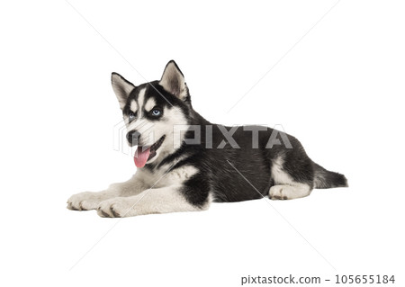 Siberian Husky puppy lying in front of white background.  105655184