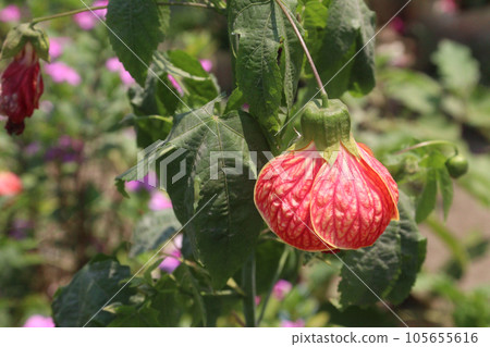 Chinese Lantern Hibiscus flower plant 105655616