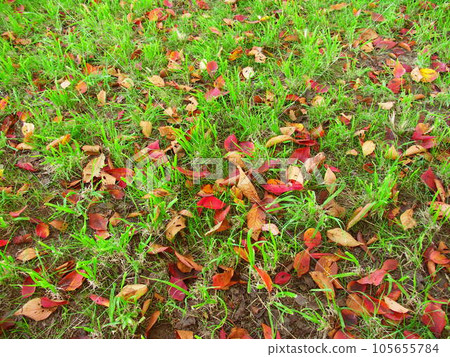 Field scenery with fallen leaves of autumn cherry blossoms Field scenery with fallen leaves of autumn cherry blossoms 105655784