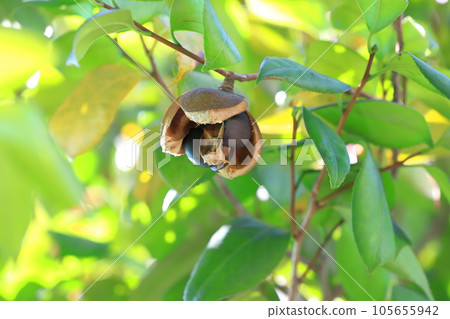 破碎的山茶花果實 破碎的山茶花果實 105655942