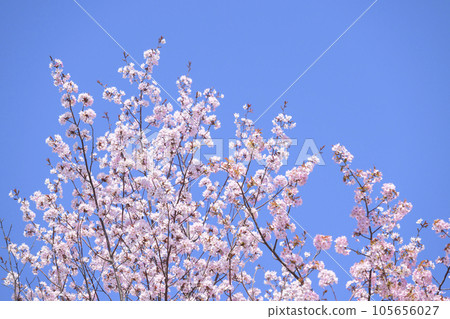 盛開的櫻花（與天空背景視頻同步拍攝） 105656027