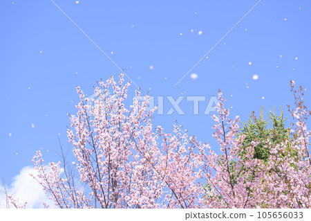 藍天和櫻花（視頻同步拍攝） 105656033