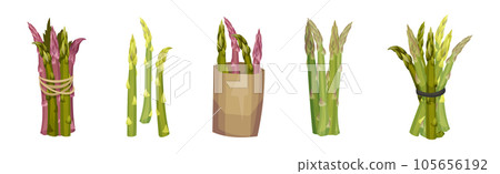 Garden Asparagus or Sparrow Grass as Spring Vegetable in Bunch Vector Set 105656192